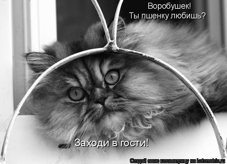 Воробушек! Ты пшенку любишь? Заходи в гости!... Котоматрица: Воробушек! Ты пшенку любишь? Заходи в гости!