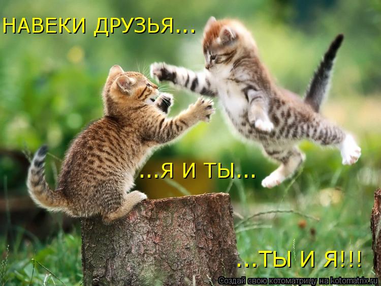 НАВЕКИ ДРУЗЬЯ... ...Я И ТЫ... ...ТЫ И Я!!!... Котоматрица: НАВЕКИ ДРУЗЬЯ... ...Я И ТЫ... ...ТЫ И Я!!!