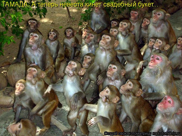 ТАМАДА: А теперь невеста кинет свадебный букет...... Котоматрица: ТАМАДА: А теперь невеста кинет свадебный букет...