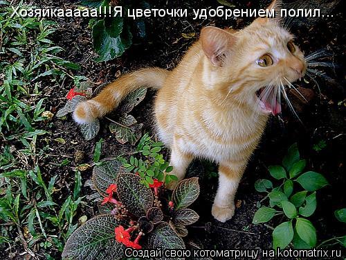Котоматрица: Хозяйкааааа!!!Я цветочки удобрением полил...