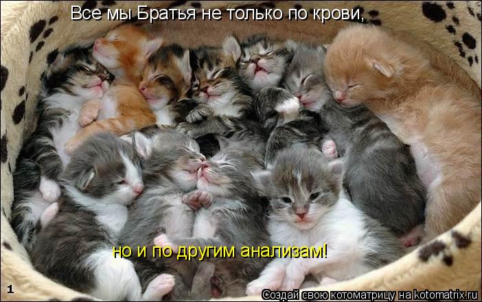 Все мы Братья не только по крови, но и по другим анализам!... Котоматрица: Все мы Братья не только по крови, но и по другим анализам!