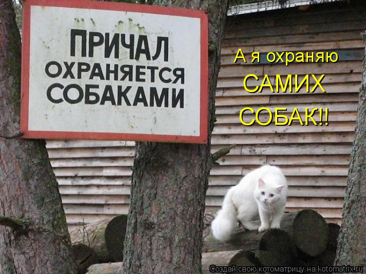 А я охраняю САМИХ СОБАК!!... Котоматрица: А я охраняю САМИХ СОБАК!!