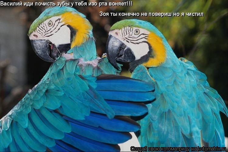 Василий иди почисть зубы у тебя изо рта воняет!!! Зоя ты конечно не повериш но я чистил... Котоматрица: Василий иди почисть зубы у тебя изо рта воняет!!! Зоя ты конечно не повериш но я чистил