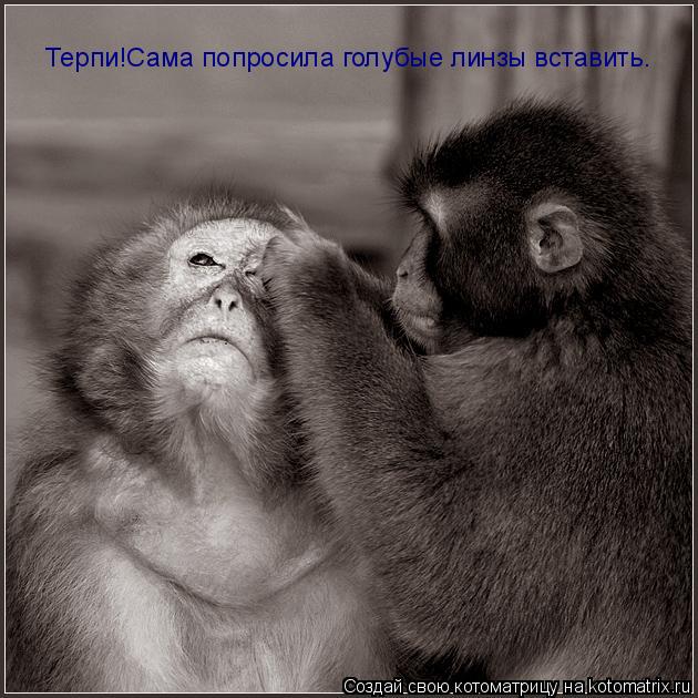 Терпи!Сама попросила голубые линзы вставить.... Котоматрица: Терпи!Сама попросила голубые линзы вставить.