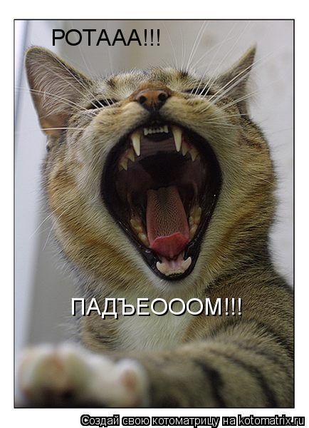 РОТААА!!! ПАДЪЕОООМ!!!... Котоматрица: РОТААА!!! ПАДЪЕОООМ!!!