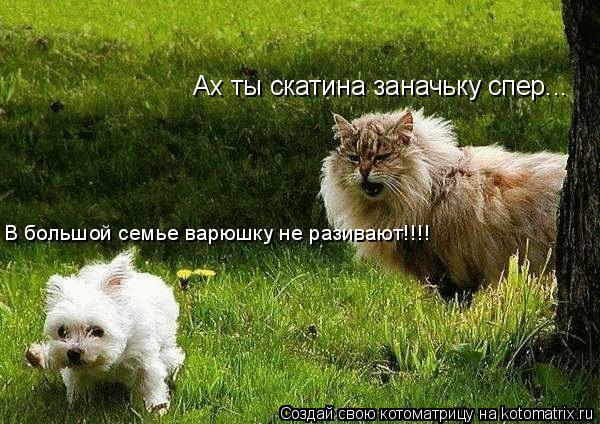 Котоматрица: Ах ты скатина заначьку спер... В большой семье варюшку не разивают!!!!
