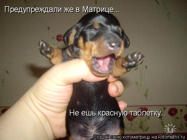 Не ешь красную таблетку... Предупреждали же в Матрице...... Котоматрица: Не ешь красную таблетку... Предупреждали же в Матрице...