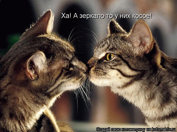 Ха! А зеркало то у них косое!... Котоматрица: Ха! А зеркало то у них косое!