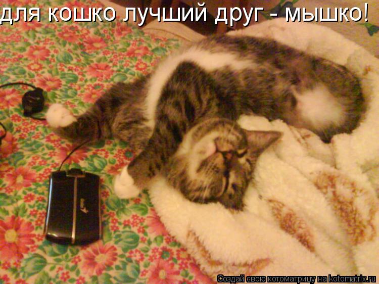 для кошко лучший друг - мышко!... Котоматрица: для кошко лучший друг - мышко!