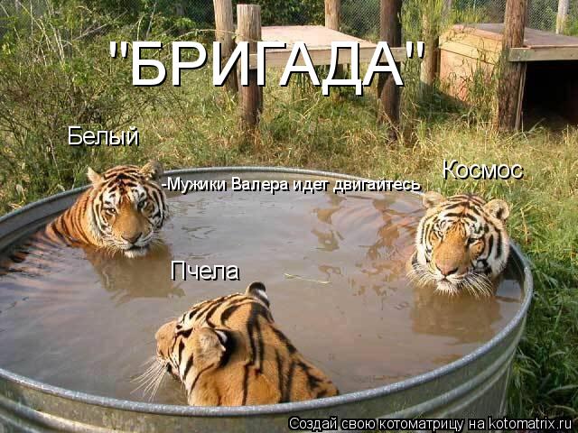 Белый Пчела Космос -Мужики Валера идет двигайтесь "БРИГАДА"... Котоматрица: Белый Пчела Космос -Мужики Валера идет двигайтесь "БРИГАДА"