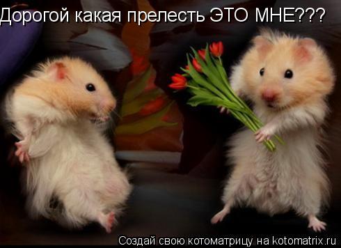 Дорогой какая прелесть ЭТО МНЕ???... Котоматрица: Дорогой какая прелесть ЭТО МНЕ???