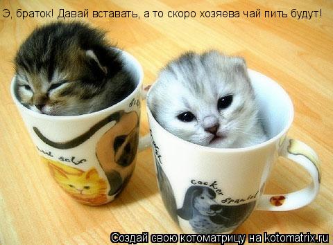 Котоматрица: Э, браток! Давай вставать, а то скоро хозяева чай пить будут!