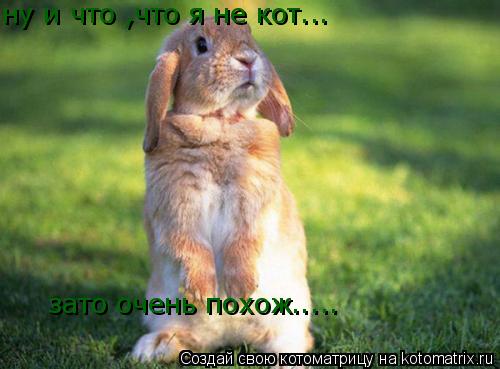 ну и что ,что я не кот... зато очень похож........ Котоматрица: ну и что ,что я не кот... зато очень похож.....