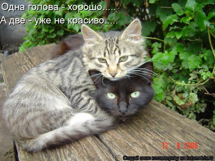Одна голова - хорошо..... А две - уже не красиво........ Котоматрица: Одна голова - хорошо..... А две - уже не красиво.....