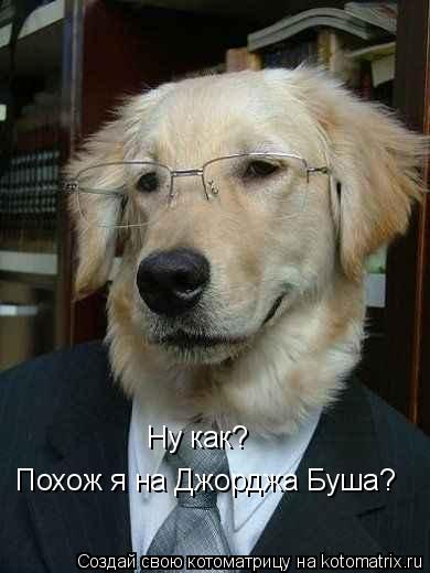 Ну как? Похож я на Джорджа Буша?... Котоматрица: Ну как? Похож я на Джорджа Буша?