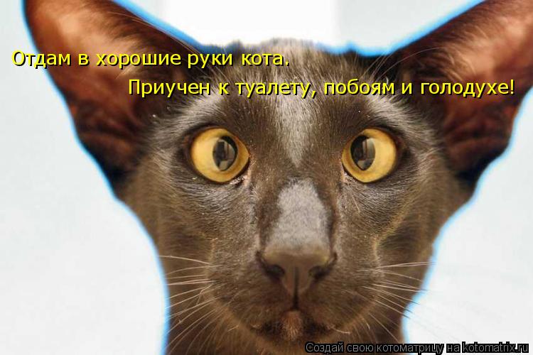 Отдам в хорошие руки кота. Приучен к туалету, побоям и голодухе!... Котоматрица: Отдам в хорошие руки кота. Приучен к туалету, побоям и голодухе!