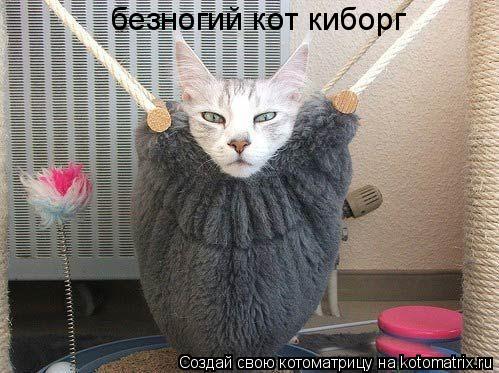 безногий кот киборг... Котоматрица: безногий кот киборг