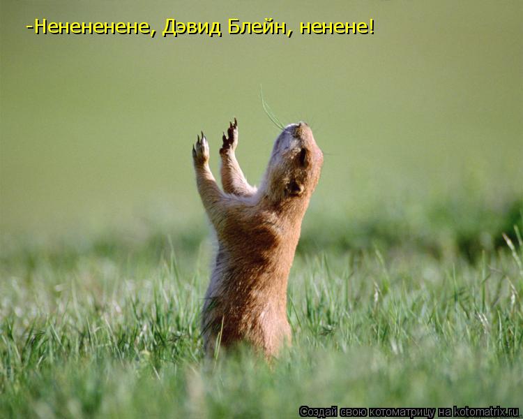 -Ненененене, Дэвид Блейн, ненене!... Котоматрица: -Ненененене, Дэвид Блейн, ненене!