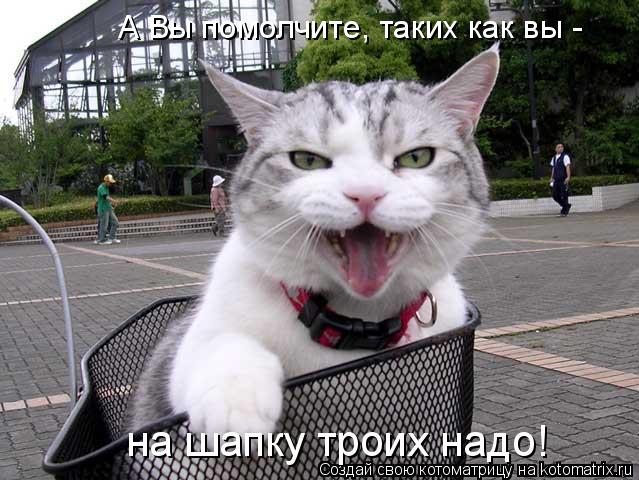 на шапкy тpоих надо! А Вы помолчите, таких как вы -... Котоматрица: на шапкy тpоих надо! А Вы помолчите, таких как вы -