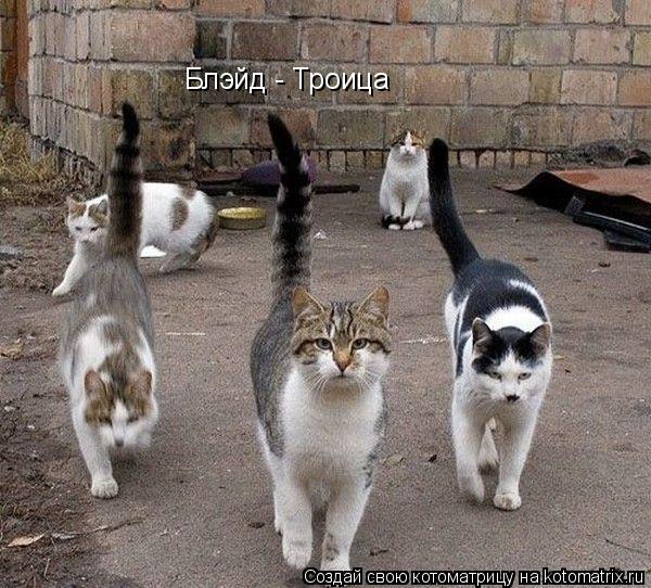 Блэйд - Троица... Котоматрица: Блэйд - Троица