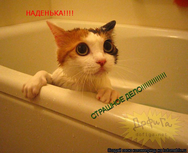 НАДЕНЬКА!!!! СТРАШНОЕ ДЕЛО!!!!!!!!!!!!!!... Котоматрица: НАДЕНЬКА!!!! СТРАШНОЕ ДЕЛО!!!!!!!!!!!!!!