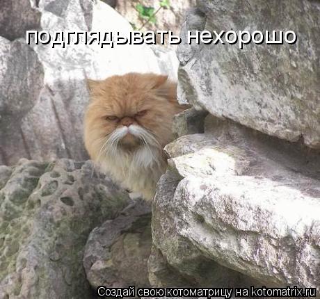 Котоматрица: подглядывать нехорошо