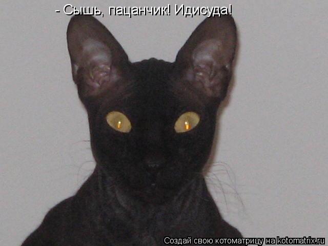 - Сышь, пацанчик! Идисуда!... Котоматрица: - Сышь, пацанчик! Идисуда!