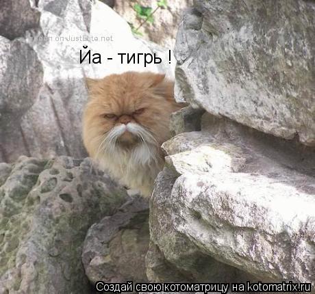 Йа - тигрь !... Котоматрица: Йа - тигрь !