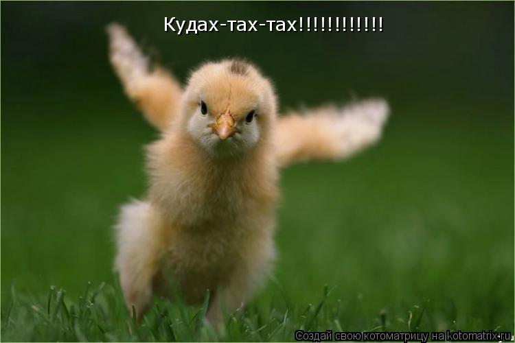 Кудах-тах-тах!!!!!!!!!!!!... Котоматрица: Кудах-тах-тах!!!!!!!!!!!!