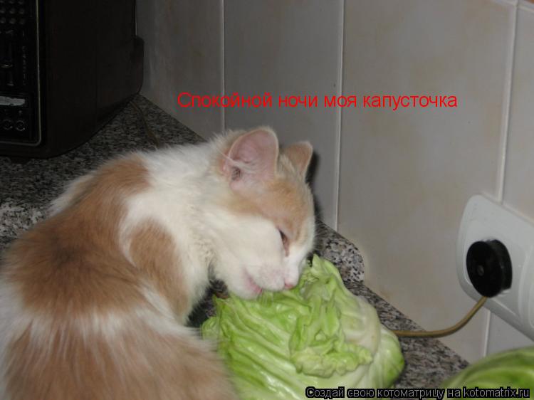 Спокойной ночи моя капусточка... Котоматрица: Спокойной ночи моя капусточка