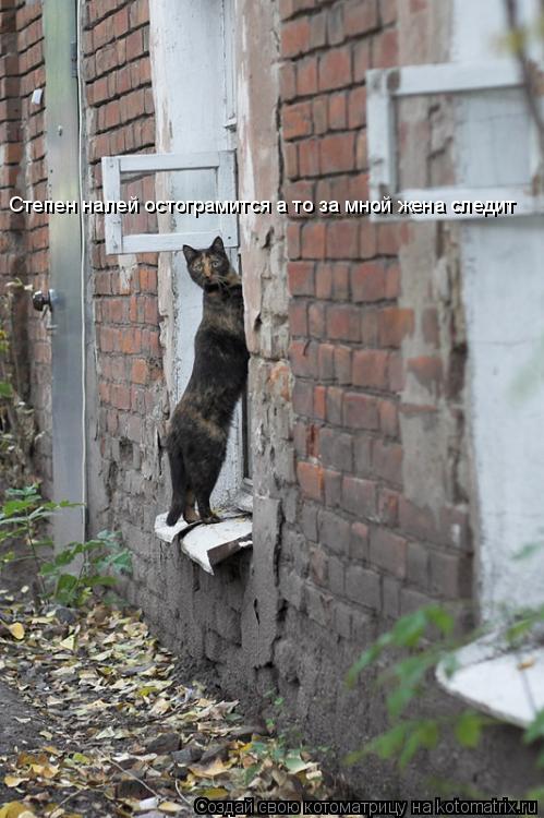 Котоматрица: Степен налей остограмится а то за мной жена следит