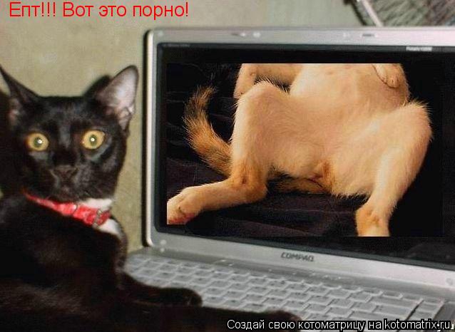 Епт!!! Вот это порно!... Котоматрица: Епт!!! Вот это порно!