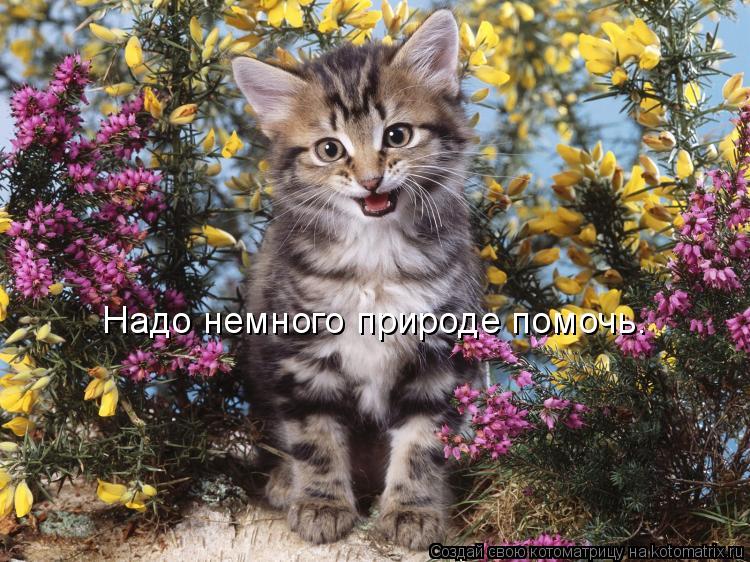 Надо немного природе помочь.... Котоматрица: Надо немного природе помочь.