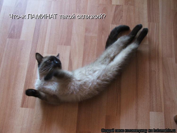 Что-ж ЛАМИНАТ такой склизкий?... Котоматрица: Что-ж ЛАМИНАТ такой склизкий?