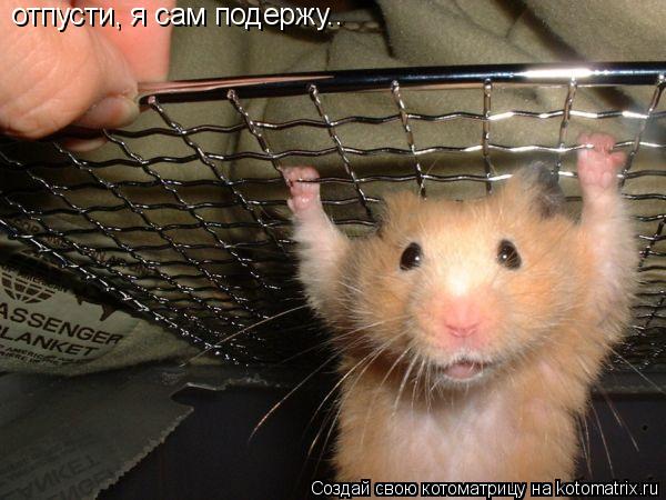 Котоматрица: отпусти, я сам подержу..