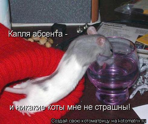 Котоматрица: Капля абсента -  Капля абсента -  и никакие коты мне не страшны!