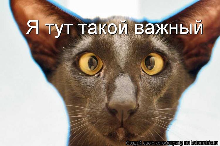 Я тут такой важный... Котоматрица: Я тут такой важный