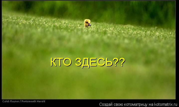 КТО ЗДЕСЬ??... Котоматрица: КТО ЗДЕСЬ??