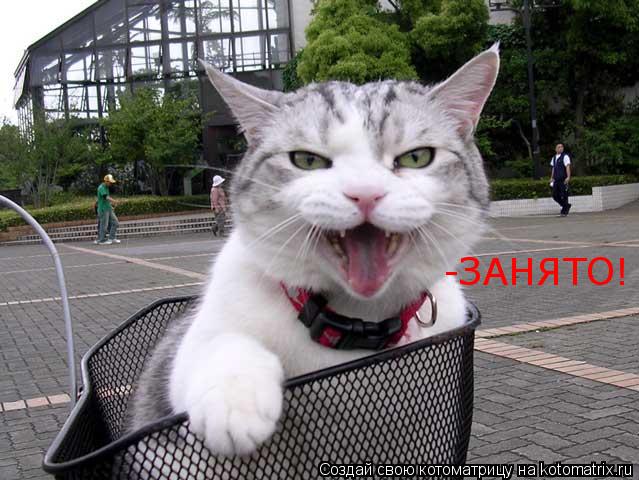 -ЗАНЯТО!... Котоматрица: -ЗАНЯТО!