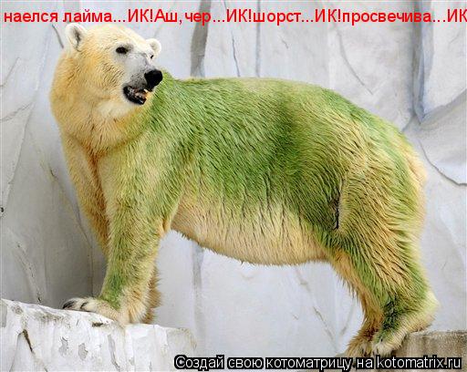 наелся лайма...ИК!Аш,чер...ИК!шорст...ИК!просвечива...ИК!... Котоматрица: наелся лайма...ИК!Аш,чер...ИК!шорст...ИК!просвечива...ИК!