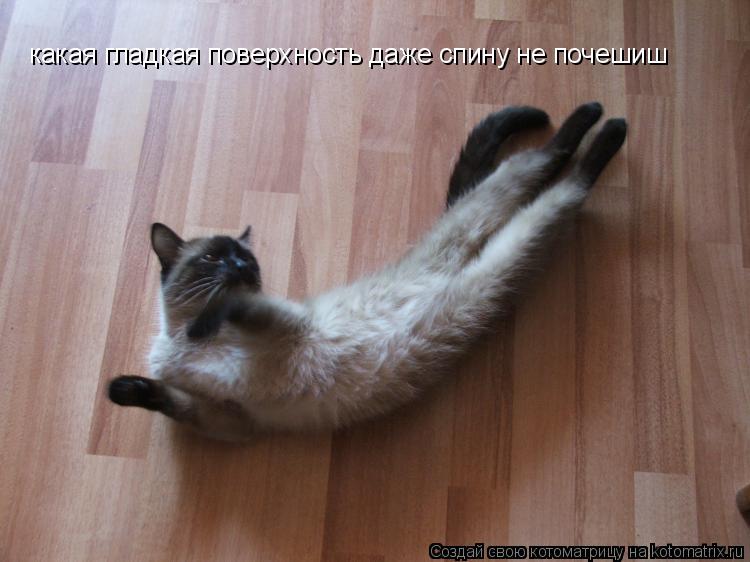 какая гладкая поверхность даже спину не почешиш... Котоматрица: какая гладкая поверхность даже спину не почешиш
