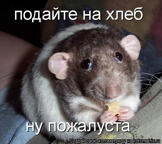 Котоматрица: подайте на хлеб ну пожалуста