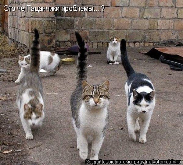 Котоматрица: Это че Пацанчики проблемы....?