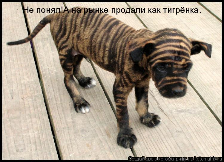 Котоматрица: Не понял!А на рынке продали как тигрёнка.