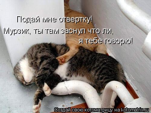 Подай мне отвертку! Мурзик, ты там заснул что ли, я тебе говорю!... Котоматрица: Подай мне отвертку! Мурзик, ты там заснул что ли, я тебе говорю!
