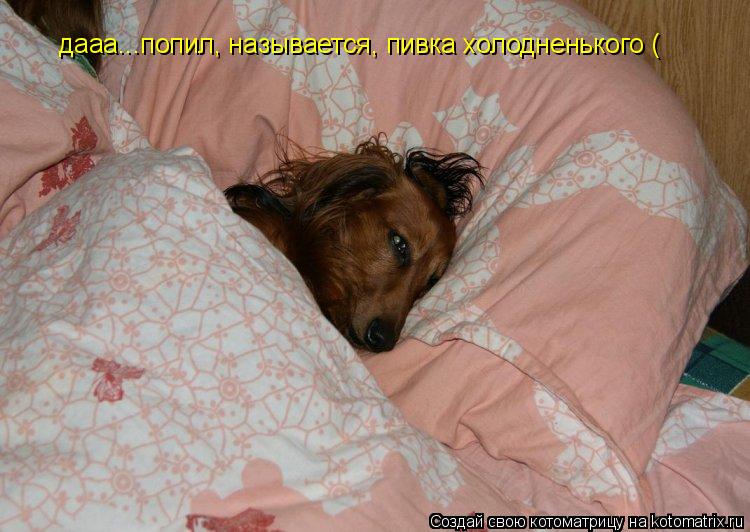 дааа...попил, называется, пивка холодненького (... Котоматрица: дааа...попил, называется, пивка холодненького (