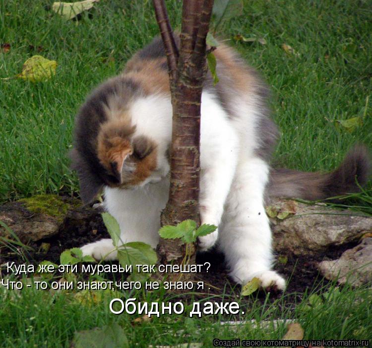 Котоматрица: Куда же эти муравьи так спешат? Что - то они знают,чего не знаю я . Обидно даже.