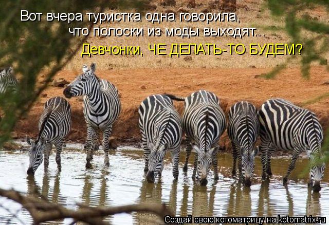 Вот вчера туристка одна говорила, что полоски из моды выходят... Девчонки, ЧЕ ДЕЛАТЬ-ТО БУДЕМ?... Котоматрица: Вот вчера туристка одна говорила, что полоски из моды выходят... Девчонки, ЧЕ ДЕЛАТЬ-ТО БУДЕМ?