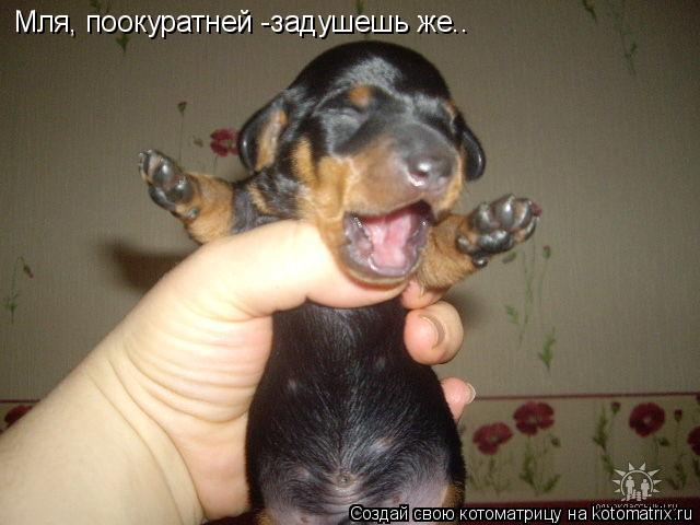 Мля, поокуратней -задушешь же..... Котоматрица: Мля, поокуратней -задушешь же..