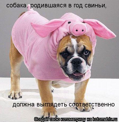 собака, родившаяся в год свиньи, должна выглядеть соответственно... Котоматрица: собака, родившаяся в год свиньи, должна выглядеть соответственно